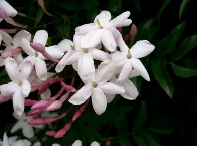 jasminum-polyanthum-2