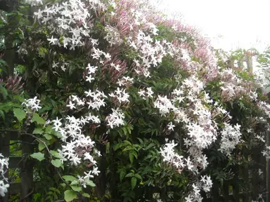 jasminum-polyanthum-5