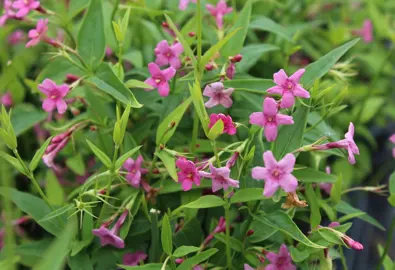 jasminum-beesianum-