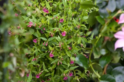 jasminum-beesianum-1