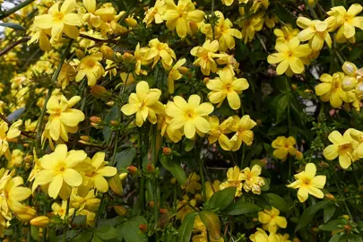 jasminum-mesnyi-4