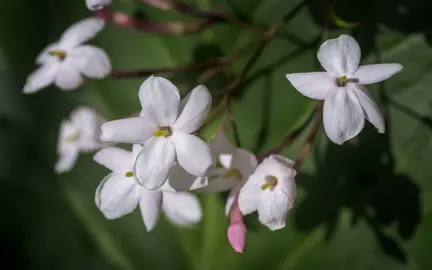 Jasminum officinale elegant white flowers.