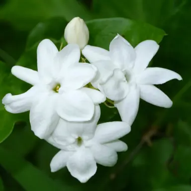 jasminum-sambac-1