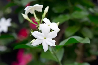 jasminum-sambac-2