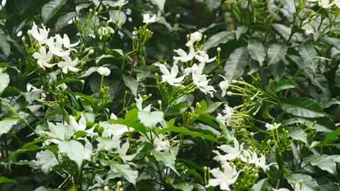 jasminum-sambac-4