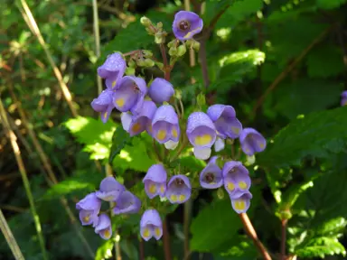 Jovellana violacea plant with blue-pink, bell-shaped flowers.