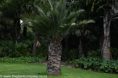 Jubaea chilensis palm tree with dark green fronds growing in a park.