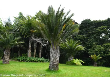 Jubaea chilensis palm tree with large fronds growing in a park.