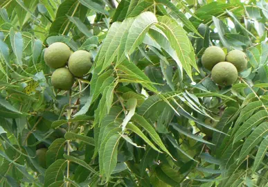 juglans-nigra-2