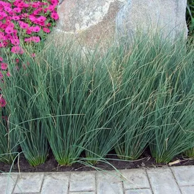 juncus-blue-dart-