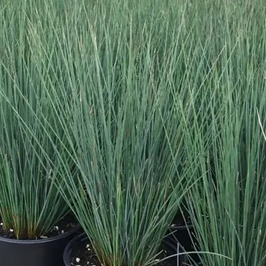 juncus-blue-dart-1