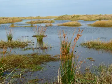 juncus-maritimus-1