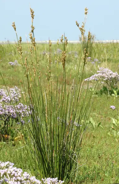 juncus-maritimus-4