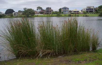 Juncus pallidus (Giant Rush) plants growing at the edge of a lake.