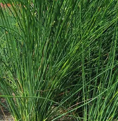 juncus-pallidus-