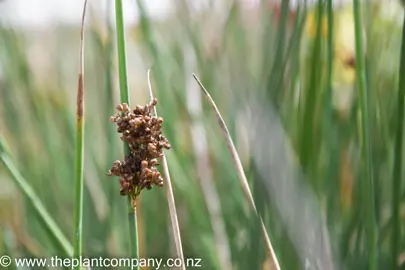 juncus-pallidus-3