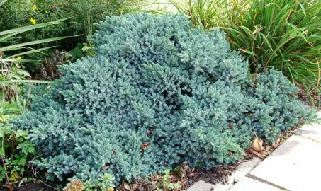 juniperus-blue-star-