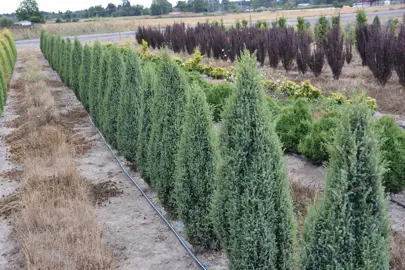 Juniperus communis 'Compressa' (Common Juniper) plants.