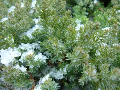 Juniperus procumbens green foliage covered in snow.