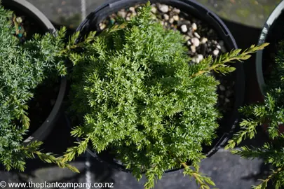juniperus-procumbens-nana--1