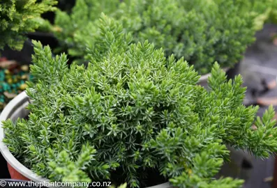 juniperus-procumbens-nana--4