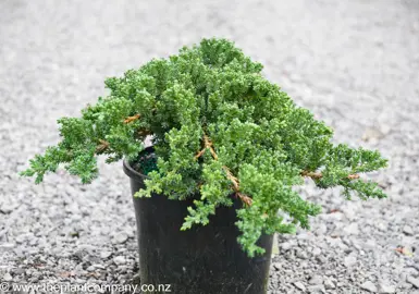 Juniperus procumbens 'Nana' plant for sale at The Plant Company nursery.