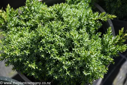 juniperus-procumbens-nana-