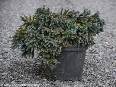 Juniperus squamata 'Blue Star' plant for sale at The Plant Company nursery.