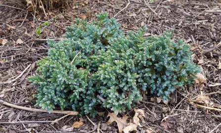 Juniperus squamata 'Blue Star' plant with fine, blue foliage in a garden.