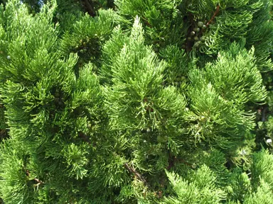 juniperus-kaizuka-