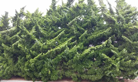 juniperus-kaizuka-1