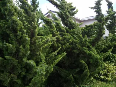 juniperus-kaizuka-2