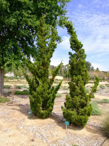 juniperus-kaizuka-3