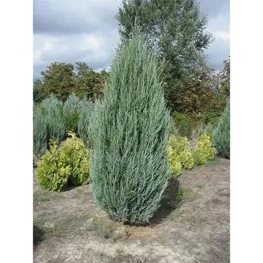 juniperus-skyrocket-1