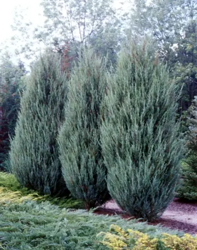 juniperus-skyrocket-2