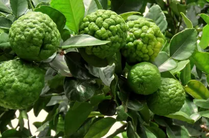 A ''Kaffir' Lime tree with lush, green foliage and green skinned, bumpy fruit.