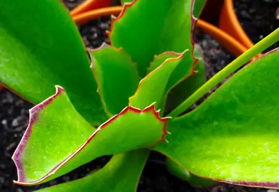 Kalanchoe Gremlin plant.