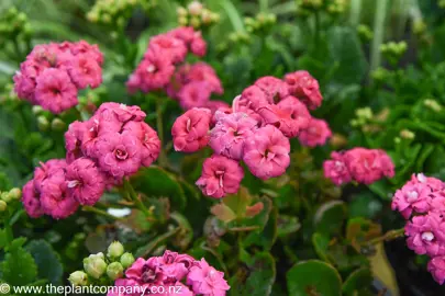 kalanchoe-pink--1