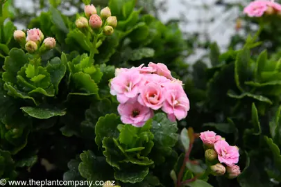 kalanchoe-pink--2