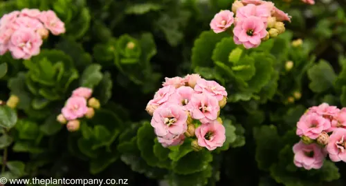 kalanchoe-pink--3