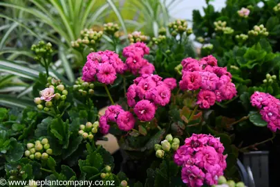 kalanchoe-pink-