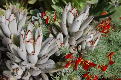 Kalanchoe tomentosa succulents growing in a garden.