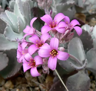 kalanchoe-pumila-