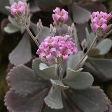 kalanchoe-pumila-2