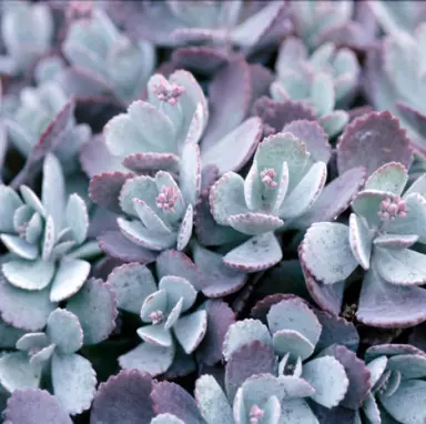 kalanchoe-pumila-4