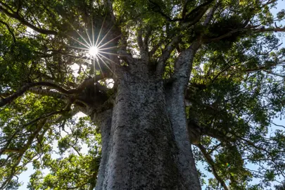 A large Kauri tree.