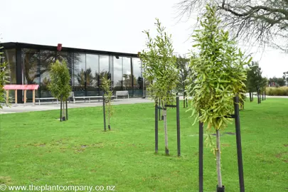 Young Knightia excelsa (Rewarewa) specimen trees in a park planted as a cluster.