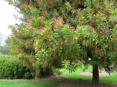 Knightia excelsa (Rewarewa) specimen tree with red flowers.