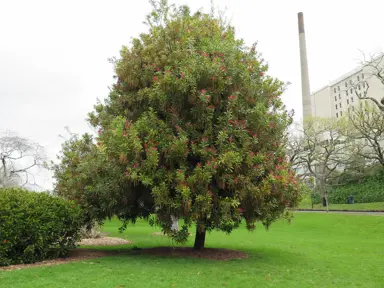 Knightia excelsa (Rewarewa) specimen tree in a park.