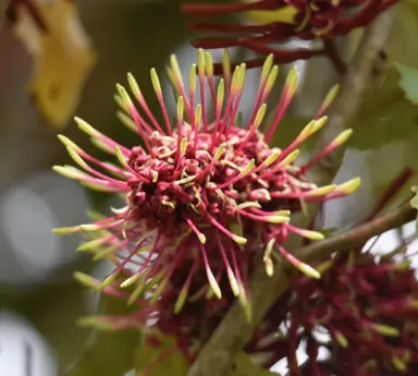 Knightia excelsa (Rewarewa) showy red flowers.